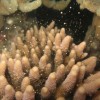 Coral Spawning
